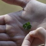 Luck in Life, Four-Leaf Clover, Lucky People