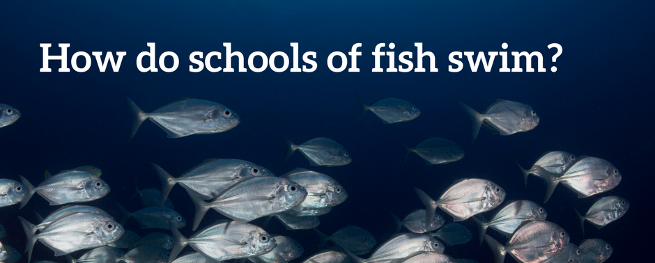 How do schools of fish swim_